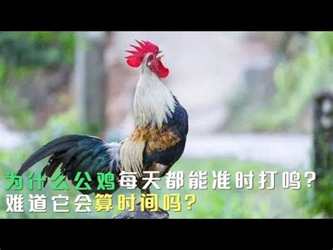 公雞啼鳴意思|【公雞啼叫 原因】公雞啼叫之謎：探究早晨啼聲背後。